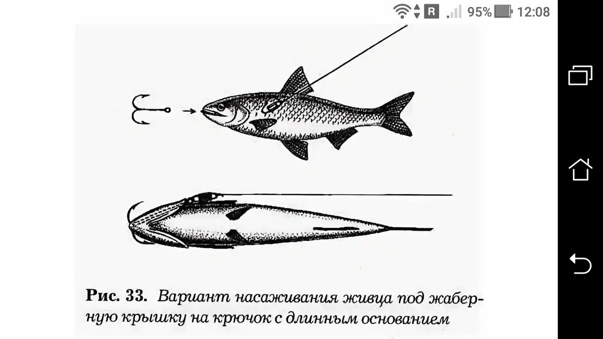 Насадить живца на щуку. Насадка живца для ловли налима. Способы крепления живца на щуку. Насаживание живца на офсетный крючок. Способы насаживания живца на крючок.