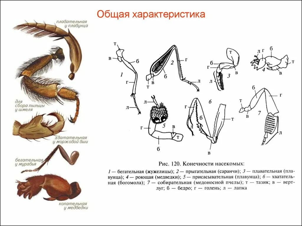 Различные типы конечностей насекомых. Схема конечностей насекомых. общая характеристика конечностей насекомых. общие черты класса насекомые. класс насекомые общая характеристика.