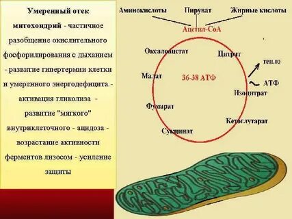 Почему в мышечной ткани больше митохондрий