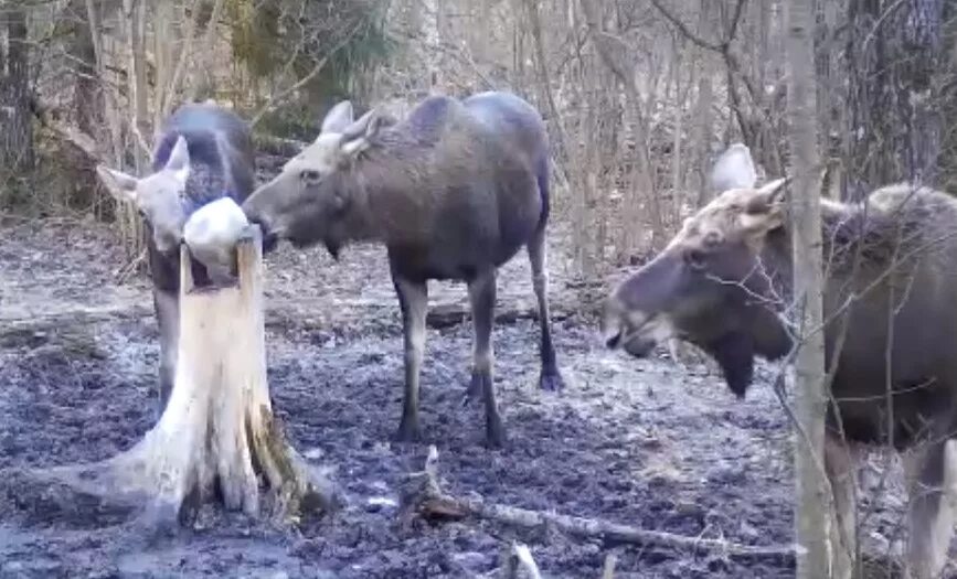 Новости лосей. Соль для лосей. Лось зимой. Лось лижет. Лось лижет соль.