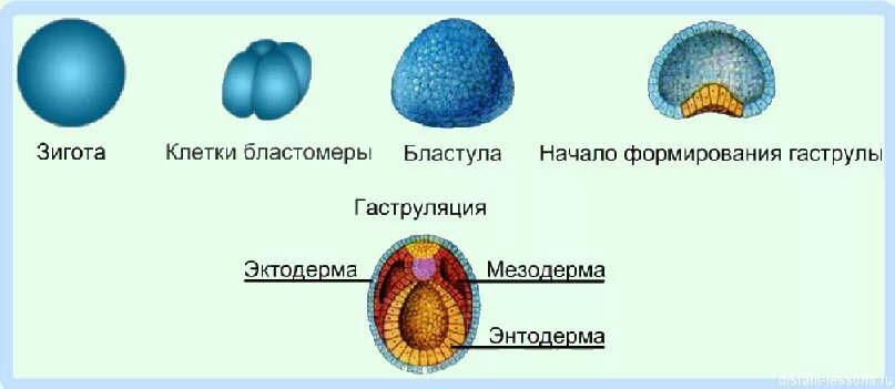 Клетка онтогенез