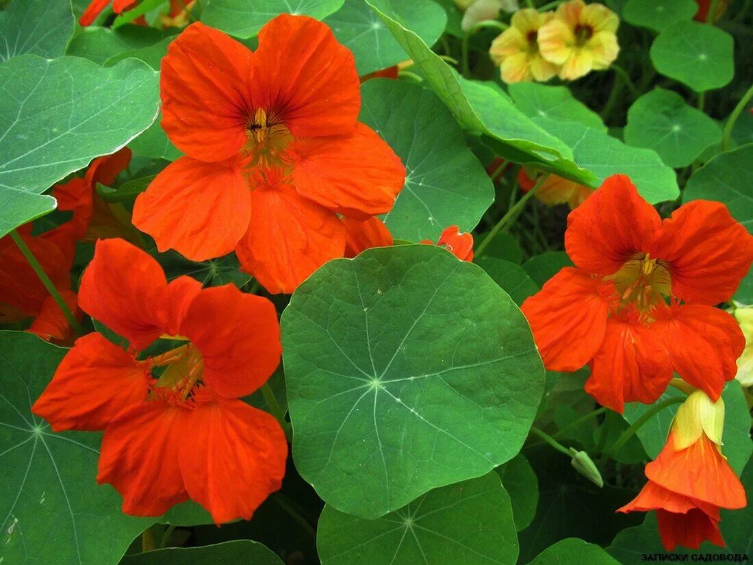 Настурция рубин. Настурция. Настурция колибри. Настурция капуцин. Настурция.