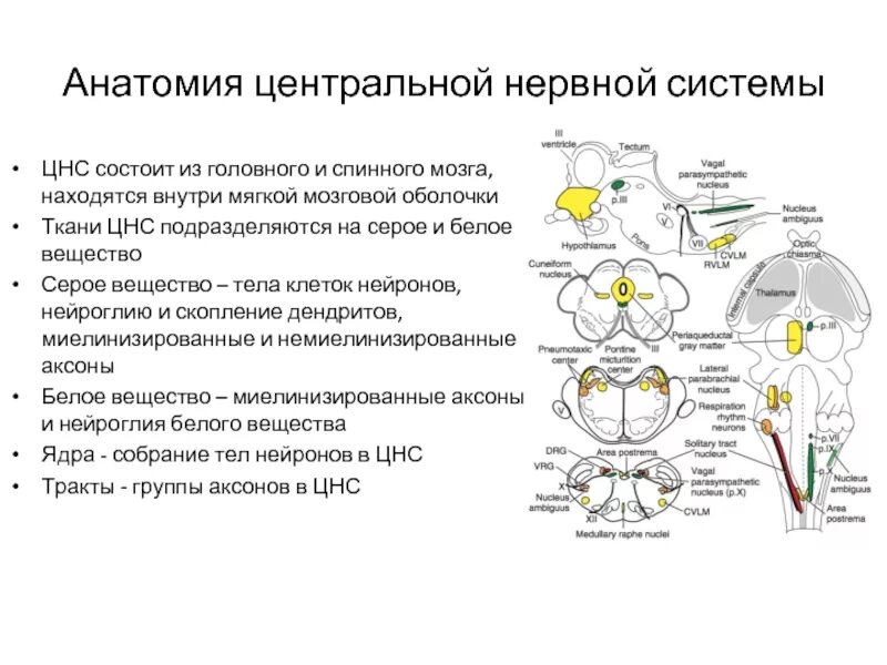 Нарушения функции цнс. Строение головного мозга анатомия ЦНС. ЦНС состав схема. Центральная нервная система структура отделы и функции. Функции ЦНС физиология схема.