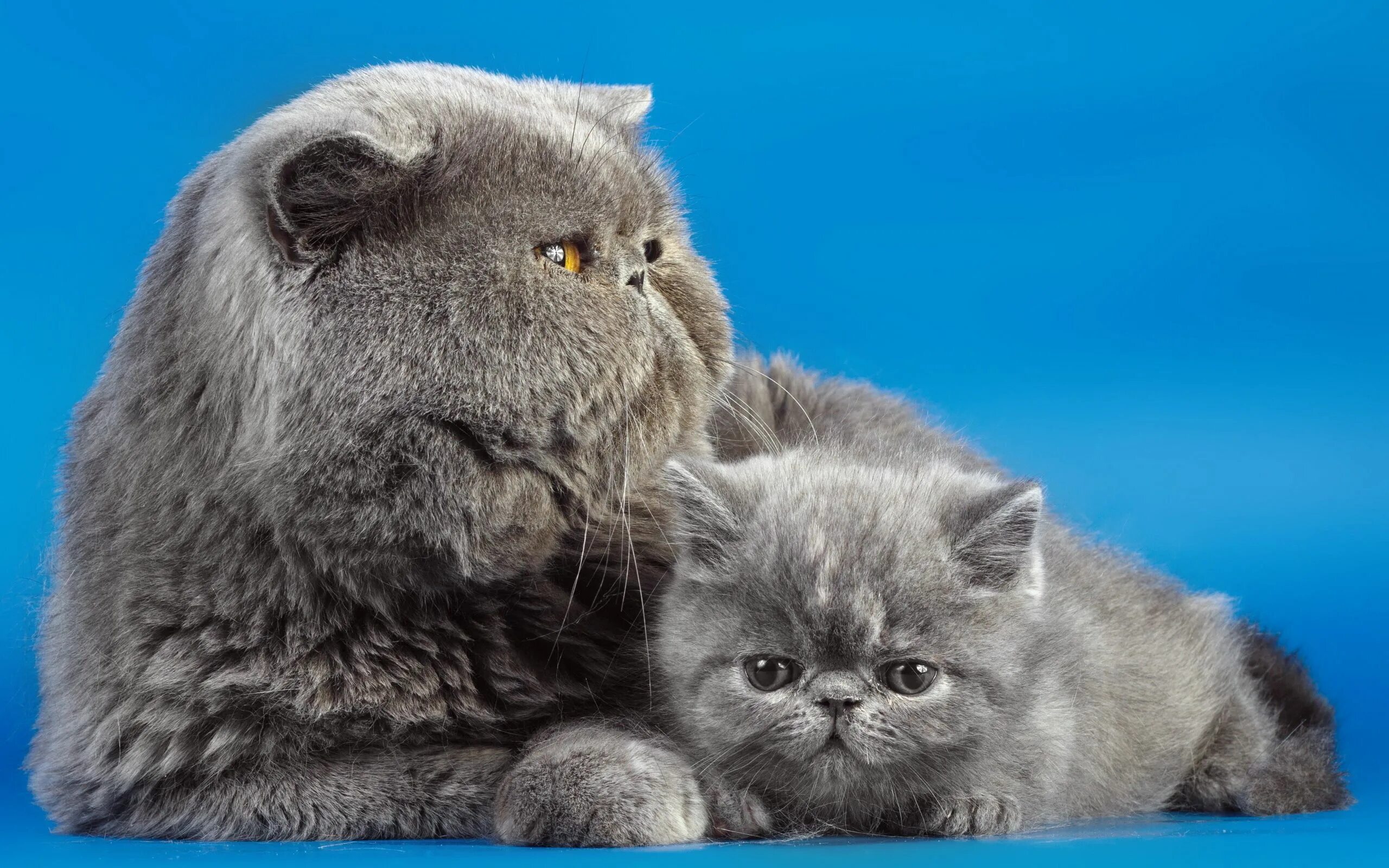 Британский и шотландский кот. Британец вислоухий экзот. шотландская вислоухая с персидским. персидский скоттиш фолд. котики шотландские вислоухие.