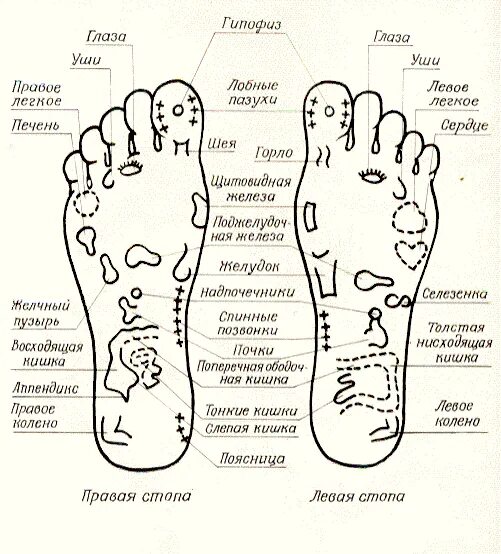 точки на ступне человека отвечающие за органы. нервные окончания на подошве ног. биологически активные точки на стопе. биологически активные точки стоп. точки на ступнях.