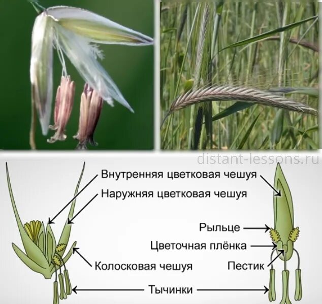 Строение злаковых растений. Семейство злаковые строение цветка. Колосковые чешуи злаков. Строение цветка злаковых. Строение цветка овес