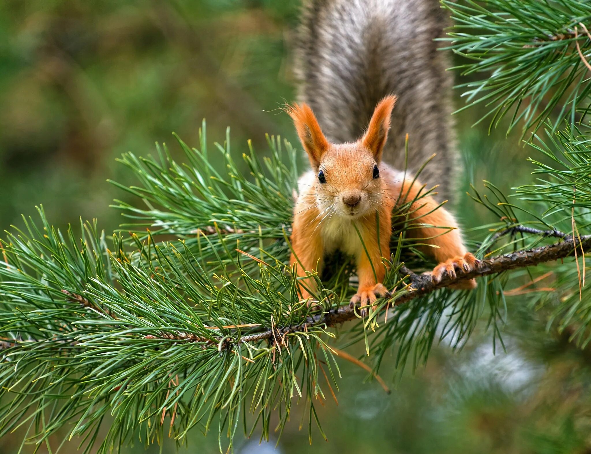 животные тайги бурундук. жители леса. белка на елке. белка широколиственного леса. белка на еловой ветке.