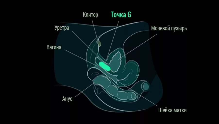 Gde vse. Схема расположения точки g. Расположение точки g у женщин. Расположение клитора и точки g. Стимулирование точки g.