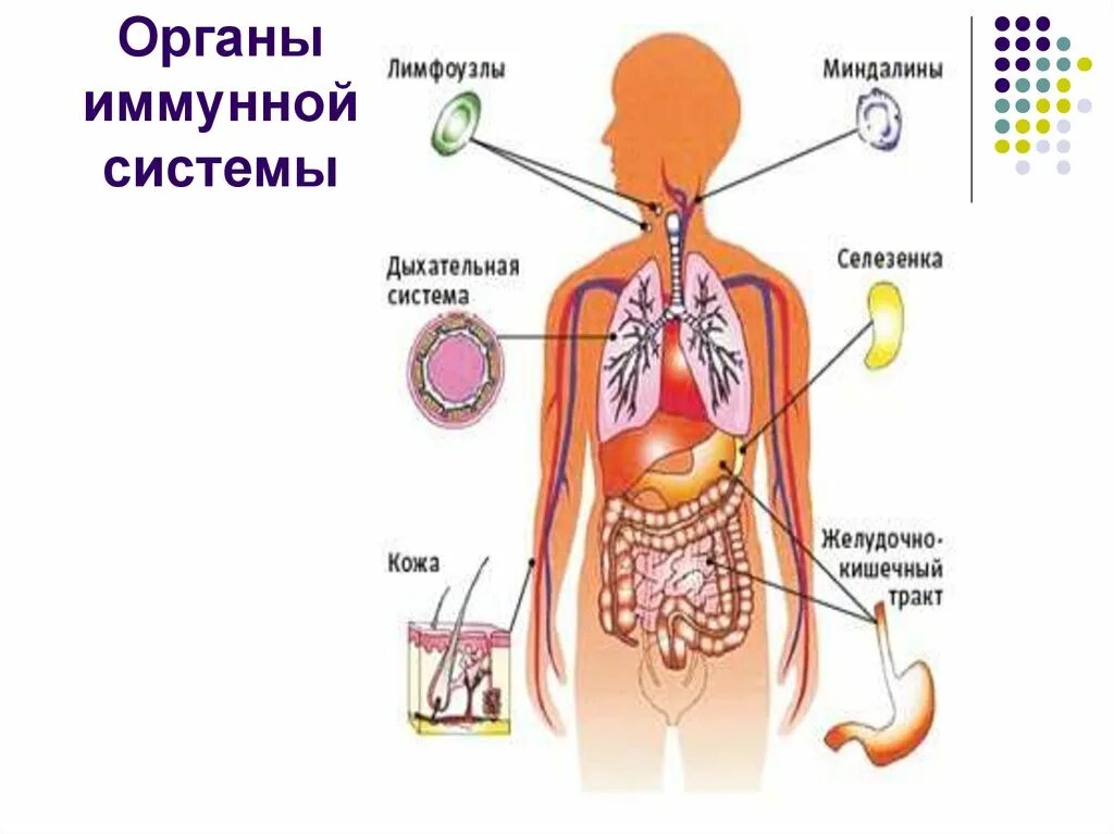 Иммунная составляющая. Строение иммунной системы человека. Органы отвечающие за иммунитет человека. Схема иммунной системы организма человека. Иммунная система человека картинки анатомия.