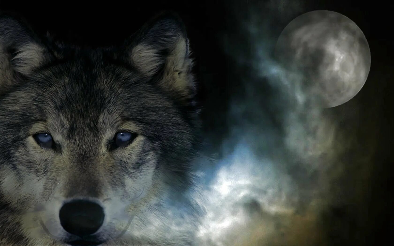 Волк картинки на рабочий. Волк обои. Красивый волк. Одинокий волк. Волк одиночка.