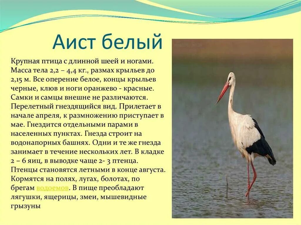 Краткое содержание аист. Белый аист краткое описание. аист красная книга. белый аист красная книга.