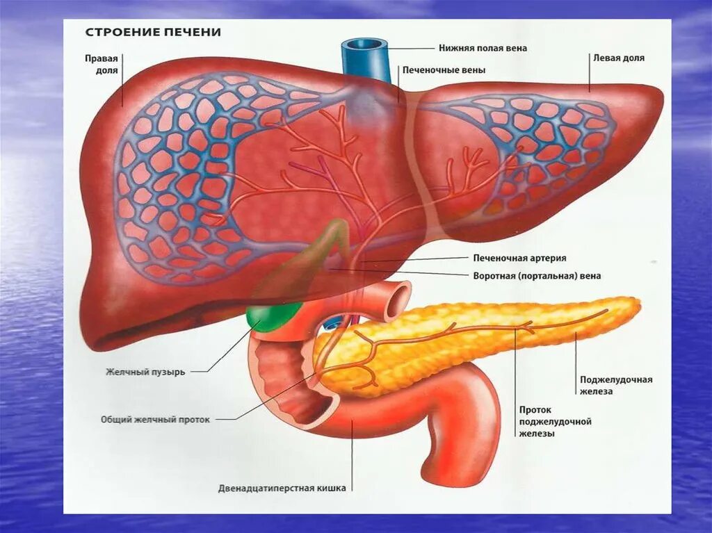 Система для печени. Воротная Вена печени анатомия. Структура печени. Портальная система печени анатомия. Анатомия печени и желчевыводящих путей.