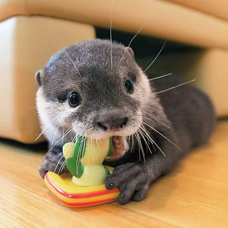 Otter Pet. Otter пет сим. Otter as a Pet. Wild Pets. Good wild pets