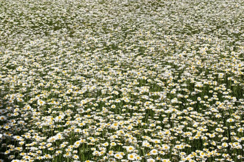 ромашковое поле спб. ромашковое поле симферопольский район. россия ромашки и березы. ромашковые поля абинский район. кватро ноты для фортепиано.