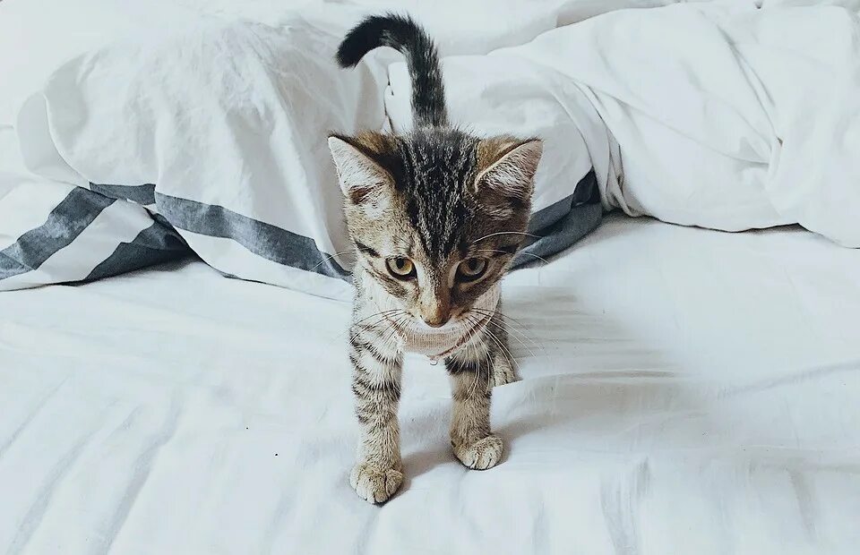 Котика гладят. Кошка спит. Кошки обнимашки. Сон кошка ластится. Сон кошка ластится.