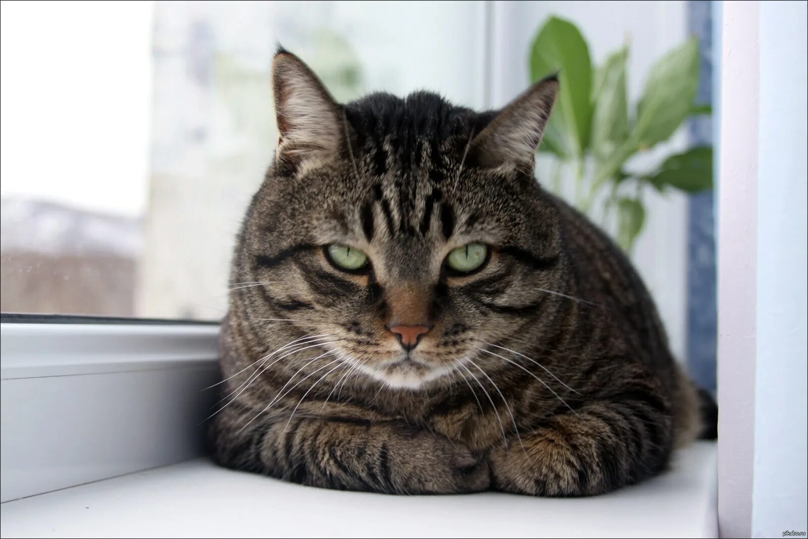 Кот просто кот. Домашние животные коты. Shadow cat. Котик оригинал. Европейская короткошерстная (кельтская).