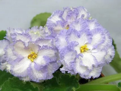 Фиалки гламурная дева