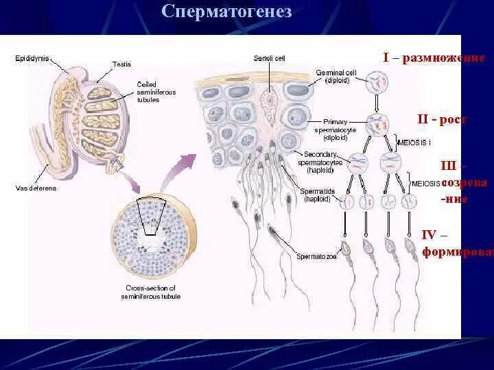 Сперматоцит 1 порядка. Сперматогенез фаза размножения. Периоды сперматогенеза гистология. Первое деление мейоза сперматогенез. Схема развития сперматогенного эпителия.