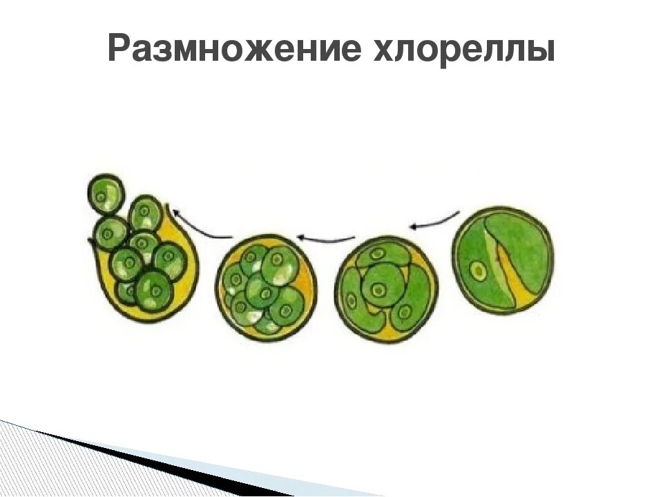 Бесполое размножение водорослей хлореллы. Вегетативное размножение хлореллы. Хлорелла жизненный цикл развития. Размножение хлореллы рисунок.