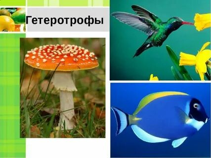 Гетеротрофные растения