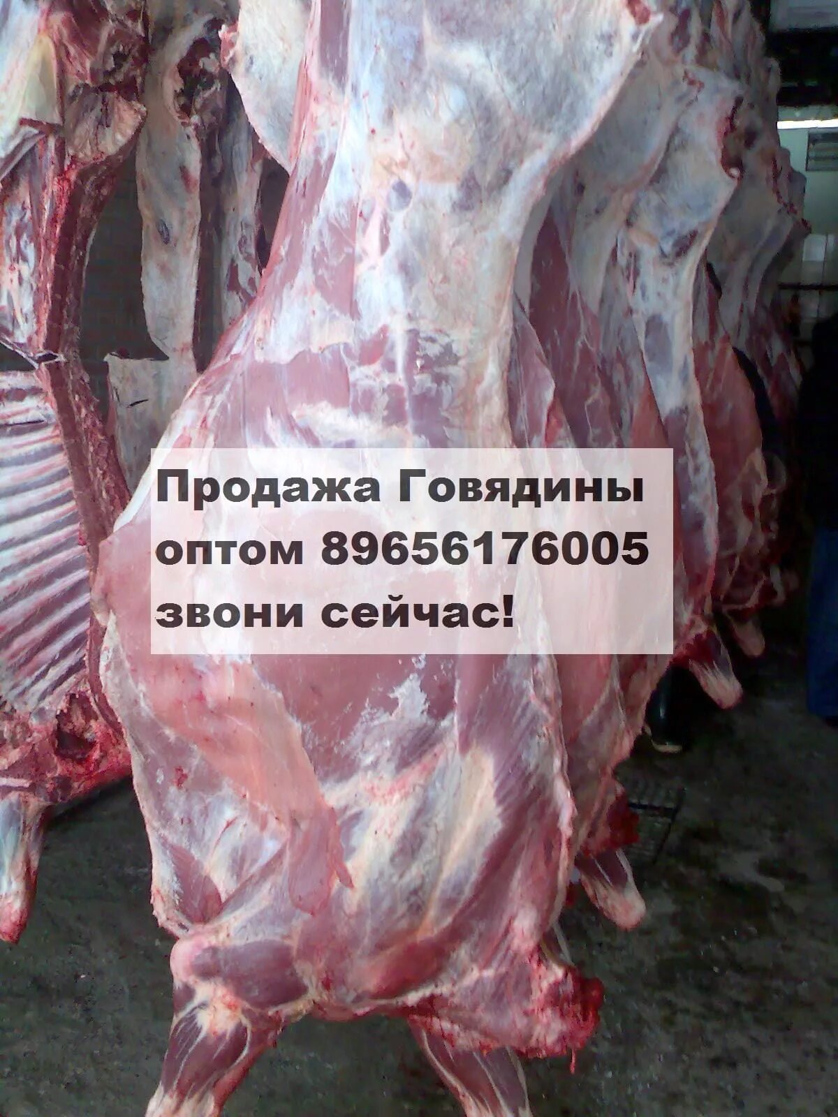 Купли говядину оптом. Замороженное мясо свинины. Огузок и шеф. Замороженное мясо свинины. Продам говядину объявление.
