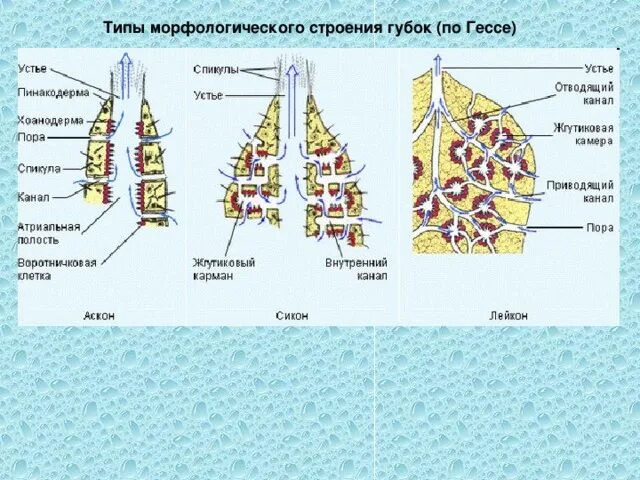 Типы строения губок. Поперечный срез губки типа сикон. строение губки аскон. тип губки строение. морфологические типы губок.