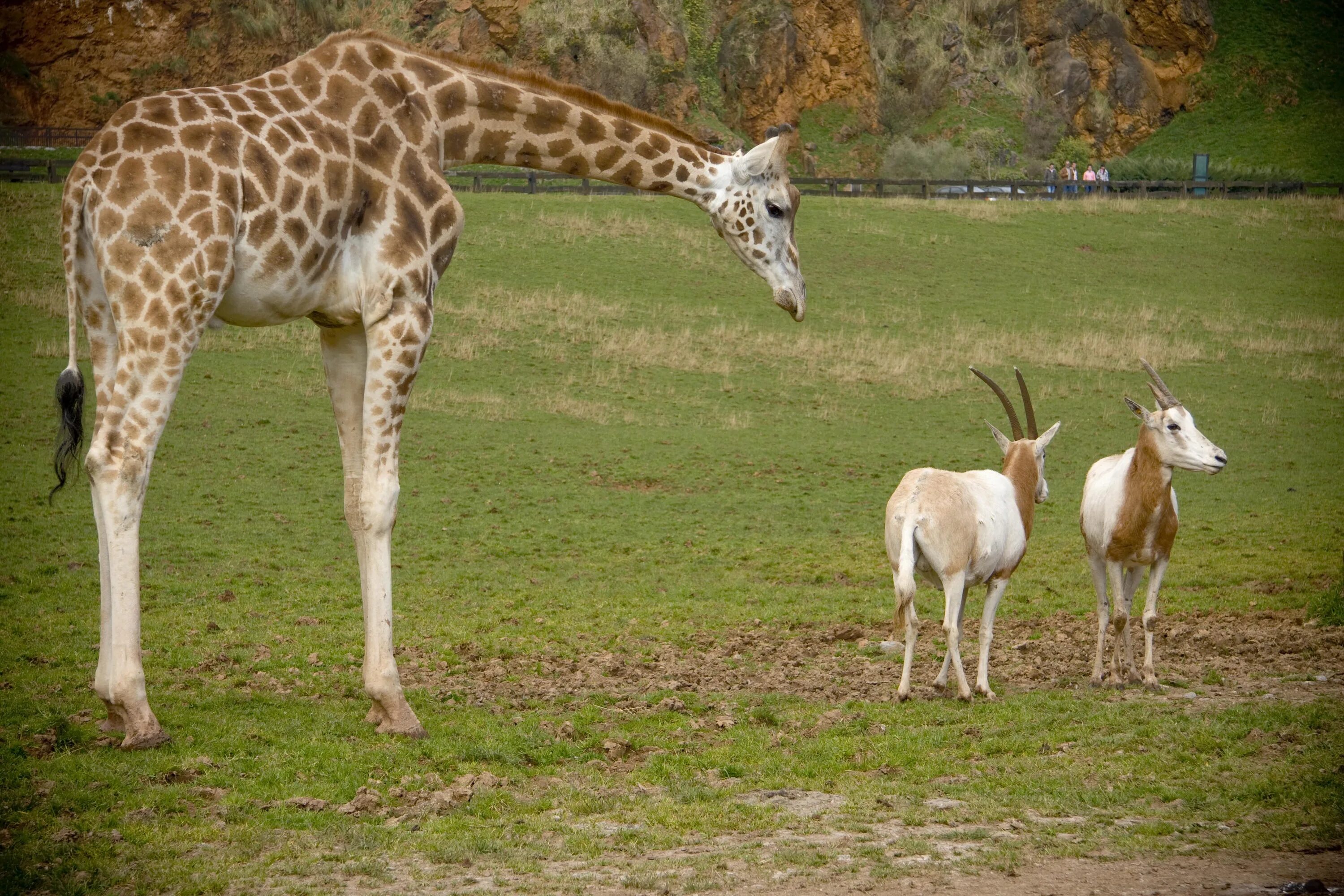 Ареал жирафа. Жирафы фото. Длинношеее животное. Жираф и другие животные.