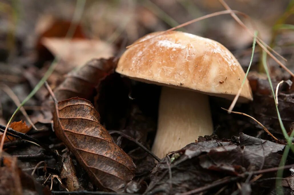 съедобные грибы оренбургской области. съедобные грибы оренбургской. съедобные грибы оренбургской. грибы оренбургской области с названиями. съедобные грибы оренбургской.