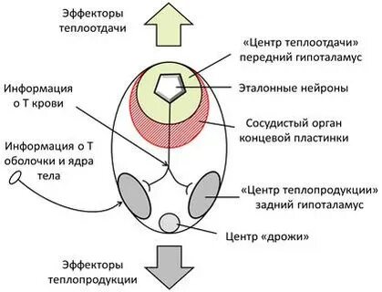 Терморегуляция гипоталамуса