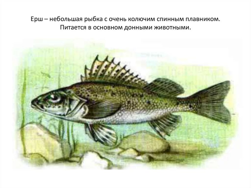 Речная рыба с колючими плавниками. Ерш рыба. Ерши живут. Драчун и забияка живет в воде кости на спине и щука. Рыбы республики коми.