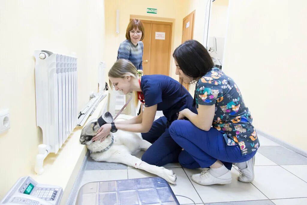 такса ветеринарная клиника липецк. ветеринарная клиника краснодар ул калинина. такса липецк телефон. такса собака. такса ветеринарная клиника липецк.