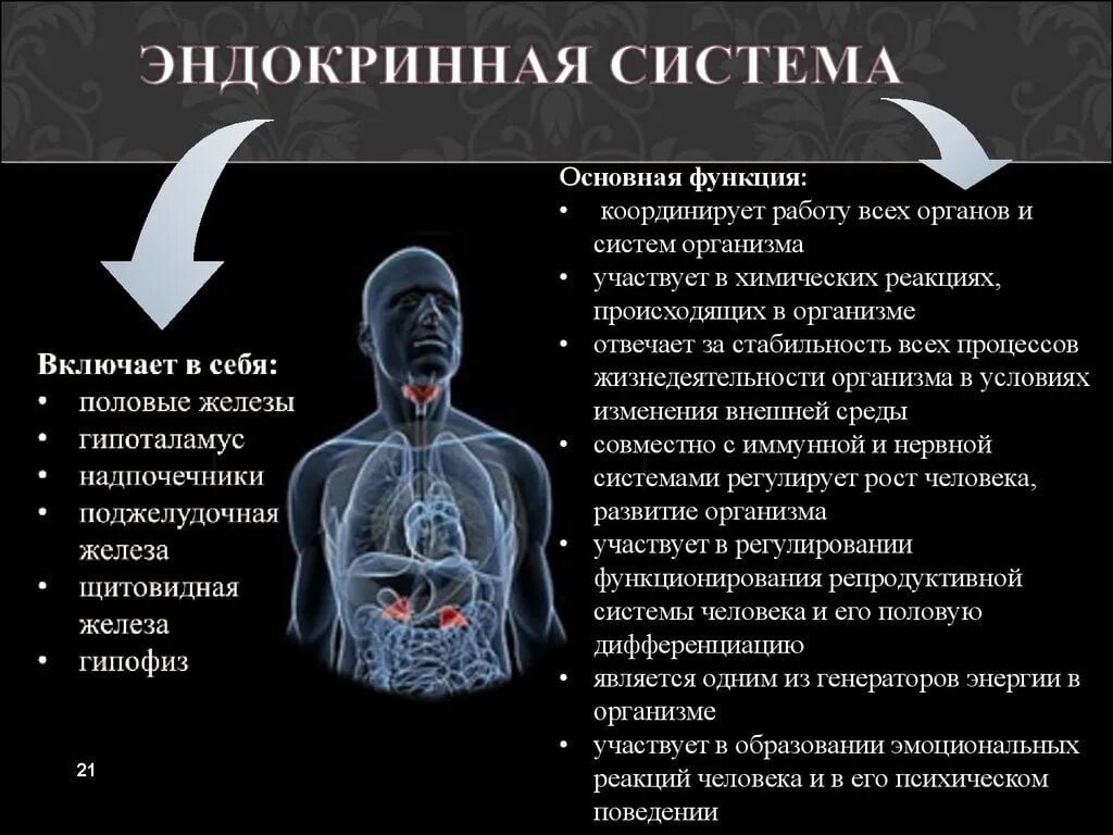 Эндокринология презентация. Эндокринная система структура и функции. Эндокринаяистема человека. Эндокринная система этт. Эндокринная система органы и функции.