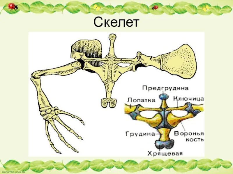 Скелет лягушки вороньи кости. Скелет земноводных Воронья кость. Строение поясов конечностей лягушки. Скелет лягушки коракоид. Скелет передних конечностей лягушки