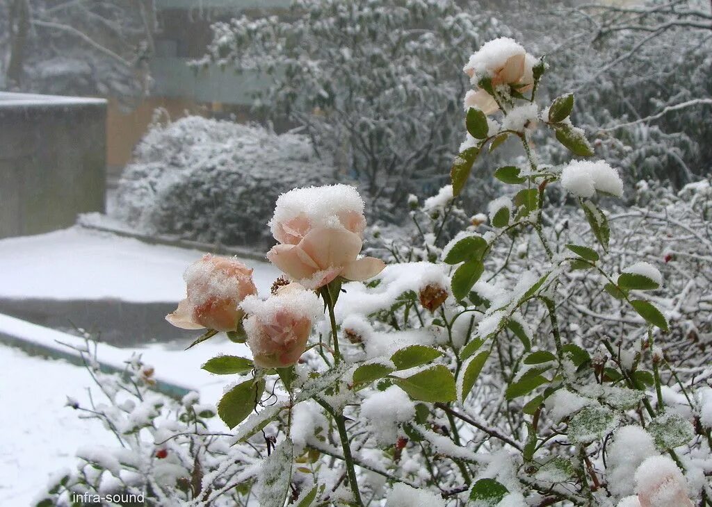 Зимние цветы. Цветы зимой. Зимний сад с розами.