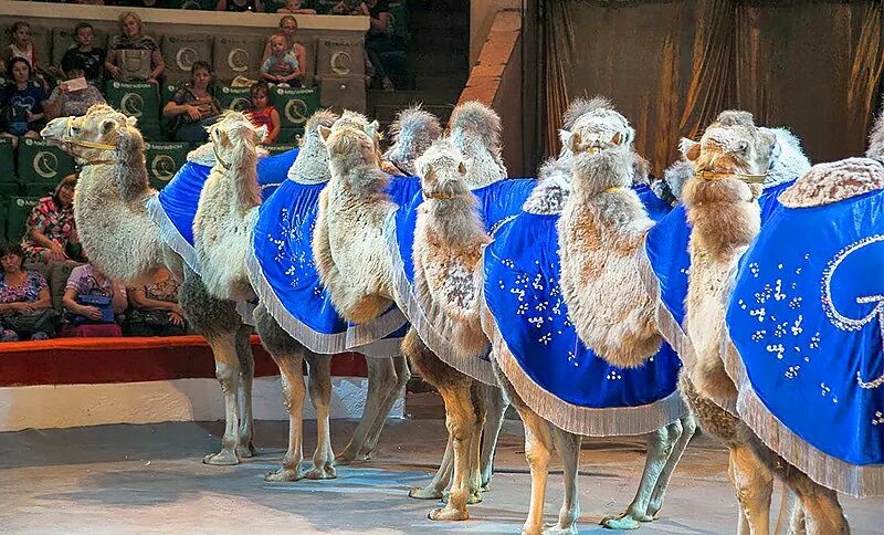 бактриан в цирке. дрессированные верблюды. верблюд в цирке. цирковой верблюд. попона для верблюда.