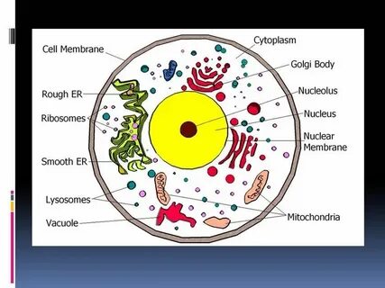 Grade biology