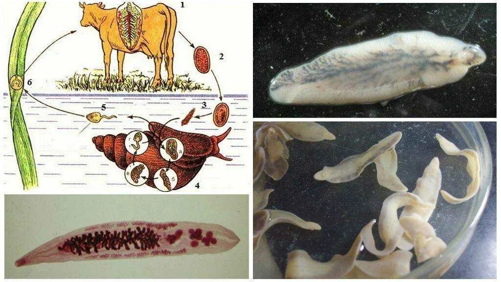 Паразит печеночный сосальщик. Плоский червь печеночный сосальщик. Описторхисы (Кошачья двуустка). Фасциолез животных