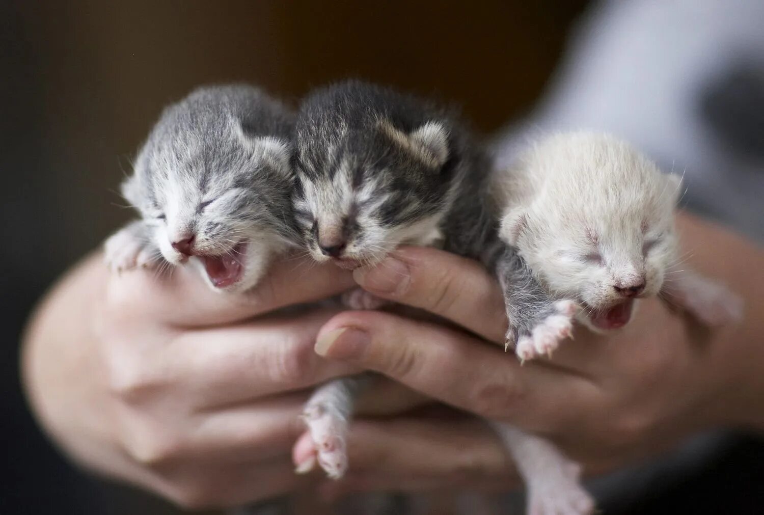 Вислоухая кошка рожает. Новорожденные котята Шотландские вислоухие. Новорожденные котята скоттиш фолд. Новорожденные котята британцы вислоухие. Новорожденный вислоухий котенок.