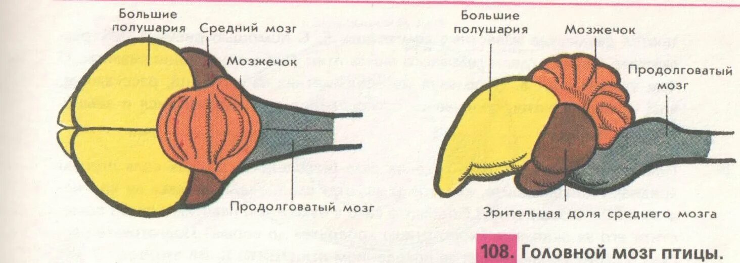 Состав головного мозга птиц. Схема строения головного мозга млекопитающих. Строение головного мозга птиц. Головной мозг пресмыкающихся и птиц строение. Нервная система птиц мозг.