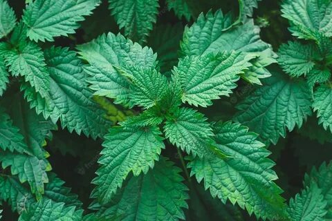 Крапива urtica