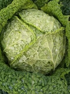 Савойская капуста
