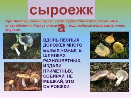 Изложение сыроежка