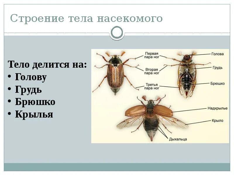 Форма и размер тела насекомых. Хрущ майский строение. Заднегрудь у насекомых. Насекомые форма тела ра. Майский жук строение биология.