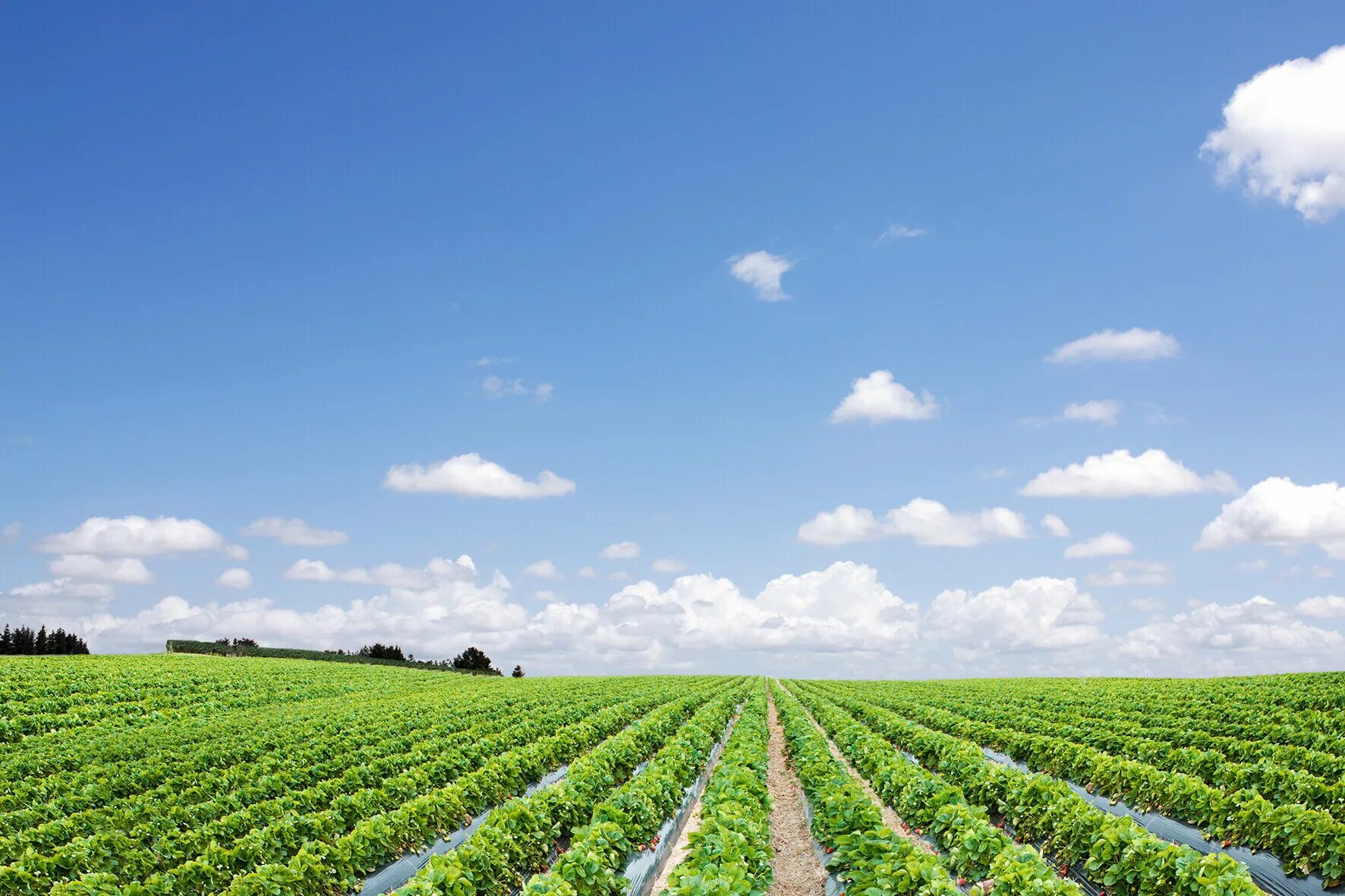 Row fields