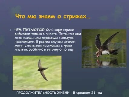 Доклад о стрижах