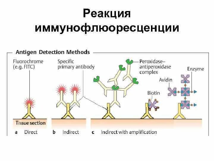 Риф реакция. Реакция иммунофлюоресценции (риф) (метод кунса). реакция непрямой иммунофлуоресценции. реакции непрямой иммунофлюоресценции (риф). реакция непрямой иммунофлюоресценции рниф.