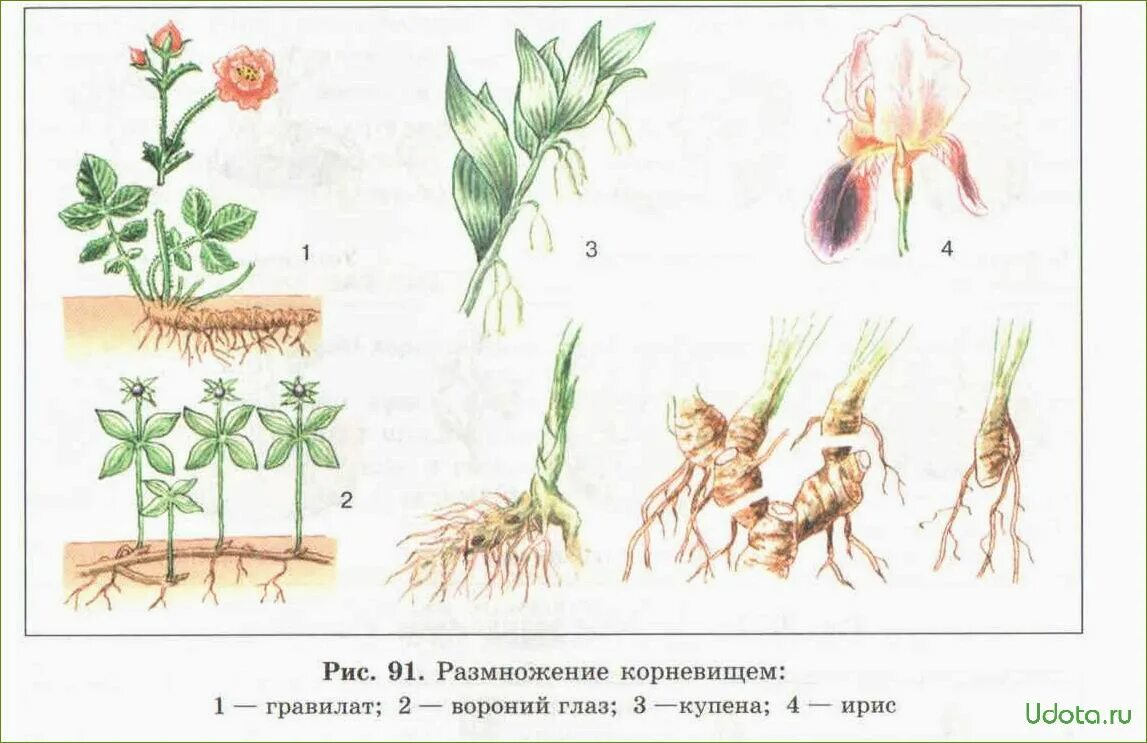 В чем заключается размножение в жизни растения. Вегетативное размножение корневищами. Вегетативное размножение rjhytdbof. Размножение корневищами вегетативное размножение. Вегетативное размножение корневищем Ирис.