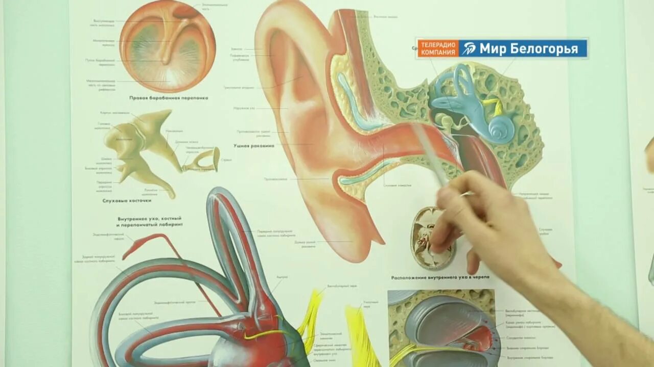 Травмы лор органов. Анатомия ухо горло нос строение. Строение ЛОР органов схема. Анатомия уха горла носа.