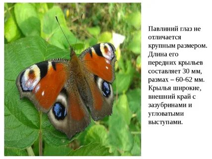Сколько живет бабочка павлиний глаз