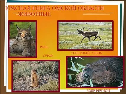Животные красной книги омской